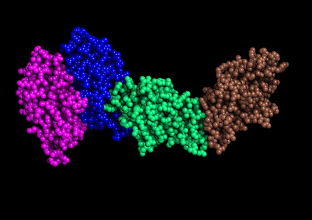 Co-stimulatory complex - T cell receptor, CD86 and CTL 4 | Digital ...