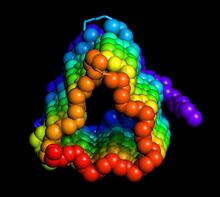 An antifreeze protein from the spruce budworm