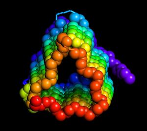 An antifreeze protein from the spruce budworm