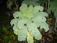 i-3c3e7c917673be22a51d3a29809a7362-kale.jpg