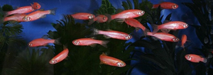 i-8d6f811e36eb5733b5c4defef09bdcb8-glofish_7_low_res.jpg