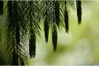 i-c3f3d9305d7e6682c961cd6ae0733eed-pine.jpg