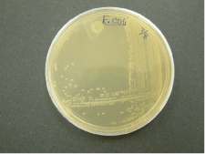 i-c70f27837746fa4d6b611c2e535551e9-Escherichia-coli.gif