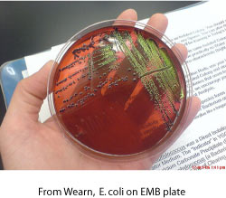i-ff676fcbc685cae7ddb94595ec6b9e22-ecoli.jpg
